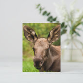 Neugierige Elose Postkarte (Stehend Vorderseite)