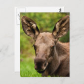 Neugierige Elose Postkarte (Vorne/Hinten)