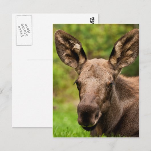 Neugierige Elose Postkarte (Vorne/Hinten)