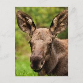 Neugierige Elose Postkarte