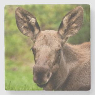 Neugierige Elose Steinuntersetzer