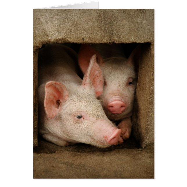 Neugierige Ferkel (Vorne)