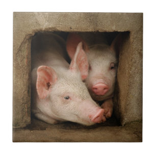 Neugierige Ferkel Fliese