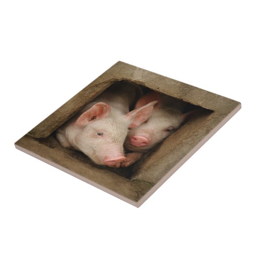 Neugierige Ferkel Fliese (Seite)