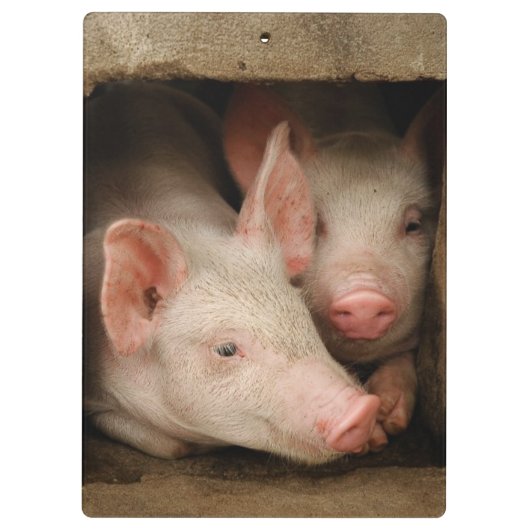 Neugierige Ferkel Klemmbrett (Rückseite)