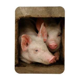 Neugierige Ferkel Magnet