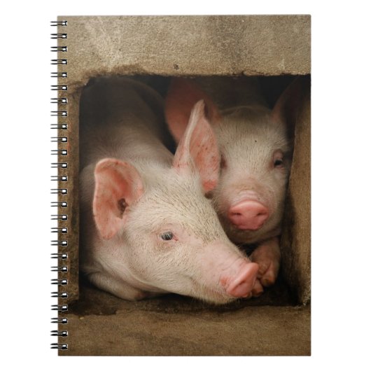 Neugierige Ferkel Notizblock (Vorderseite)