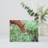 Neugierige Fohlen Postkarte 2 (Stehend Vorderseite)