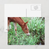 Neugierige Fohlen Postkarte 2 (Vorne/Hinten)