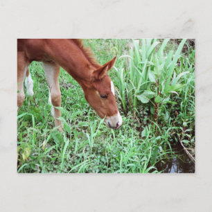 Neugierige Fohlen Postkarte 2