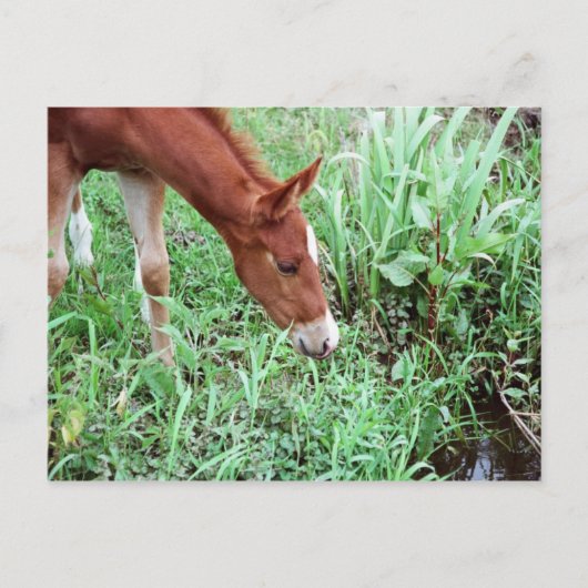 Neugierige Fohlen Postkarte 2 (Vorderseite)