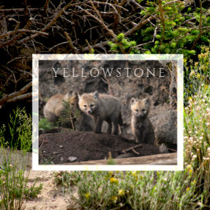 Neugierige Fox Cubs in der Nähe von Den, Yellowsto Postkarte