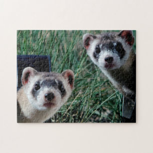 Neugierige Frettchen, Puzzle