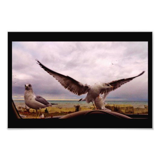 Neugierige Gulden Fotodruck (Vorne)