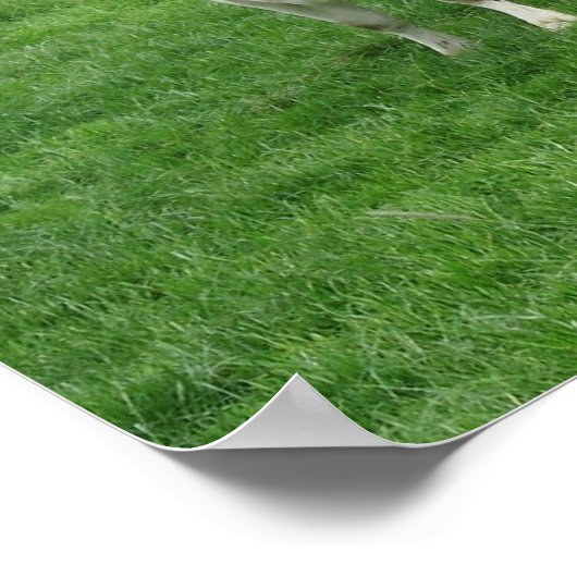 Neugierige holländische Milchkühe Poster Print Ges (Ecke)