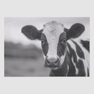 Neugierige Holstein Kuh Schwarz und Weiß Decoupage Seidenpapier