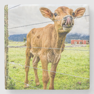 Neugierige Kalb-Stein-Untersetzer Steinuntersetzer