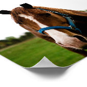 Neugierige Kastanie Poster (Ecke)