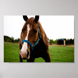 Neugierige Kastanie Poster