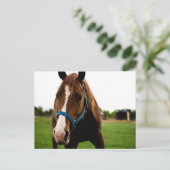 Neugierige Kastanie Postkarte (Stehend Vorderseite)