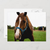 Neugierige Kastanie Postkarte (Vorne/Hinten)