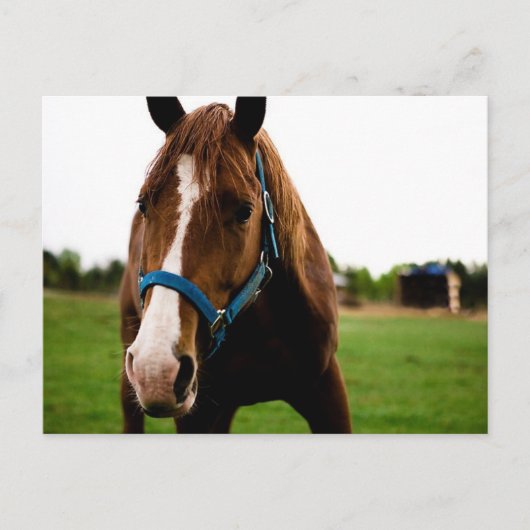 Neugierige Kastanie Postkarte (Vorderseite)