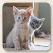 Neugierige Kätzchen Getränkeuntersetzer (Vorderseite)