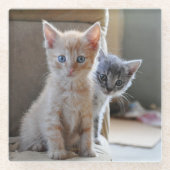 Neugierige Kätzchen Glasuntersetzer (Vorderseite)