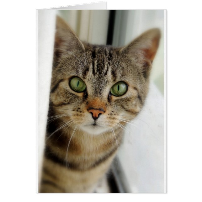 neugierige Katze (Vorne)