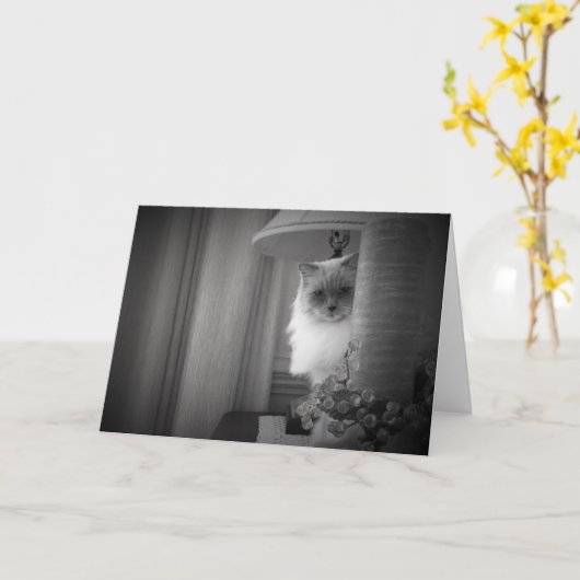 Neugierige Katze, Karte (Gelbe Blume)