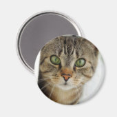 neugierige Katze Magnet (Vorderseite/Rückseite)