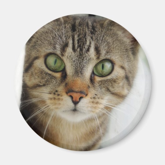 neugierige Katze Magnet (Vorne)
