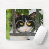 Neugierige Katze mit dem Schauspiel-Rahmen lustig Mousepad (Mit Mouse)