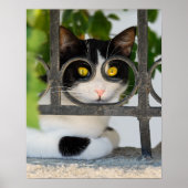Neugierige Katze mit Spektakeln Frame Funny Foto a Poster (Vorne)