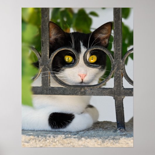 Neugierige Katze mit Spektakeln Frame Funny Foto a Poster (Vorne)