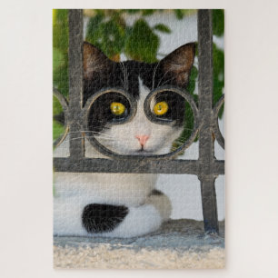 Neugierige Katze mit Spektakeln Rahmen Funny Jigsa Puzzle