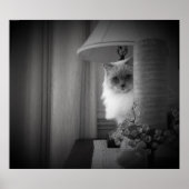 Neugierige Katze, Poster (Vorne)