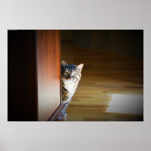 Neugierige Katze, Poster (Vorne)