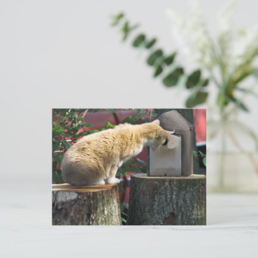 Neugierige Katze, Postkarte (Stehend Vorderseite)