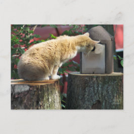 Neugierige Katze, Postkarte