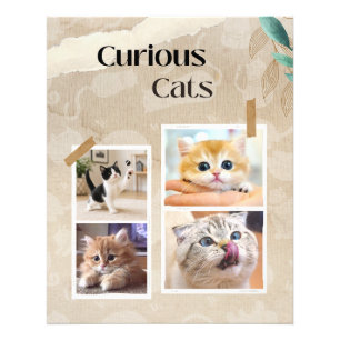 Neugierige Katzen Collage Fotodruck