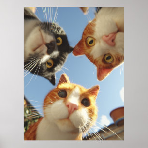 Neugierige Katzen schauen herunter Poster