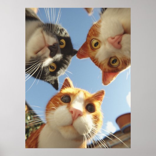 Neugierige Katzen schauen herunter Poster (Vorne)