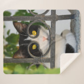 Neugierige Katzenaugen mit Spektakeln Funny Foto Sherpadecke (Vorderseite (Horizontal))