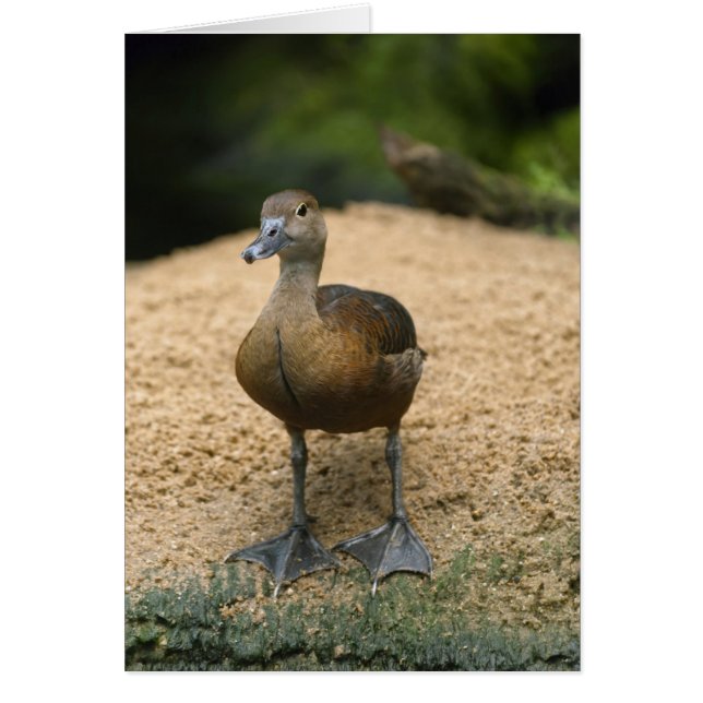 Neugierige kleine Ente (Vorne)