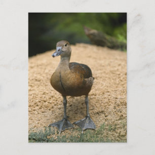 Neugierige kleine Ente Postkarte
