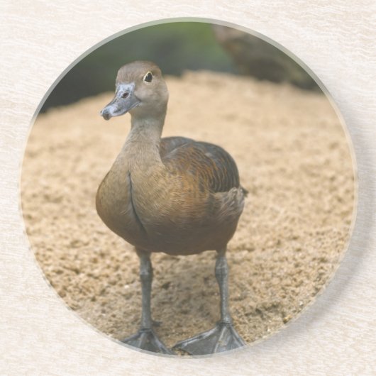 Neugierige kleine Ente Sandstein Untersetzer (Vorne)