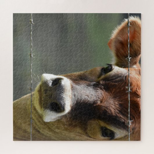 Neugierige Kuh, die durch einen Zaun mit Stacheldr Puzzle (Horizontal)