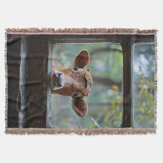 Neugierige Kuh durch ein Fenster schauen Decke (Vorderseite)