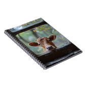 Neugierige Kuh durch ein Fenster schauen Notizblock (Rechte Seite)